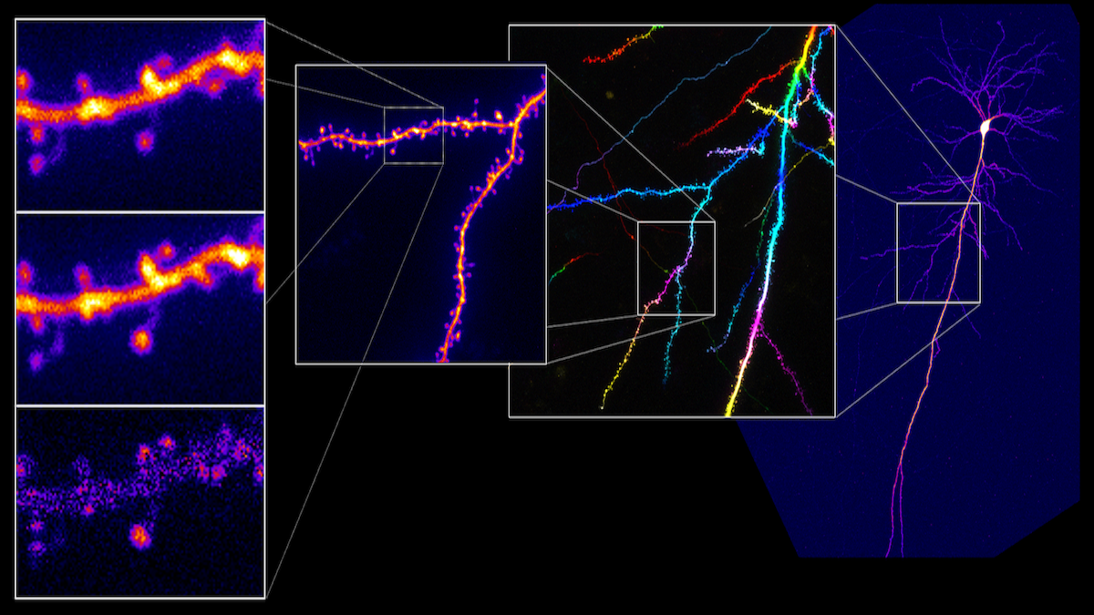 Computational Neuroscience